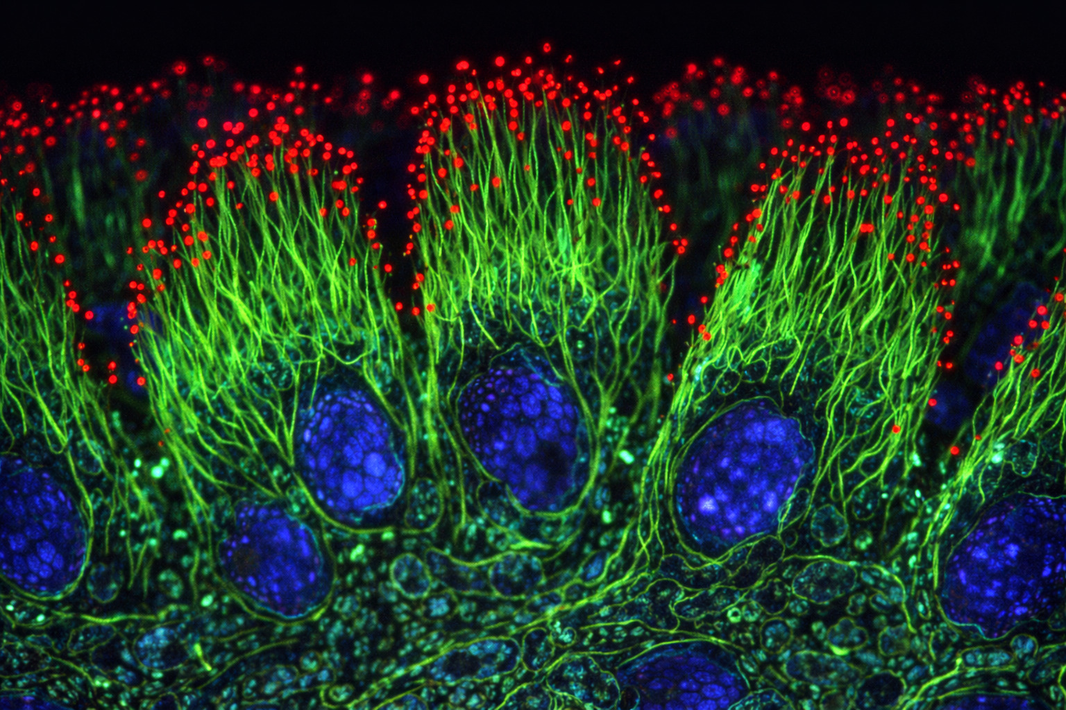 活力旺核心技術三層協同作用機制圖