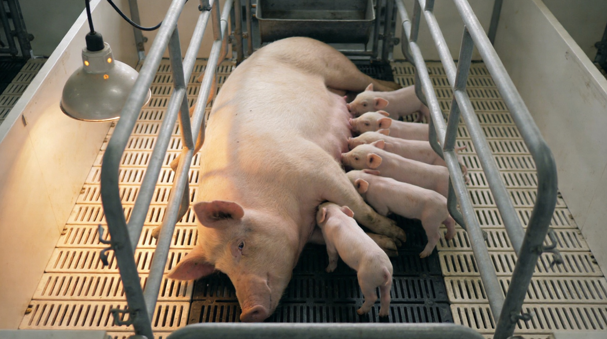 哺乳母豬性能提升