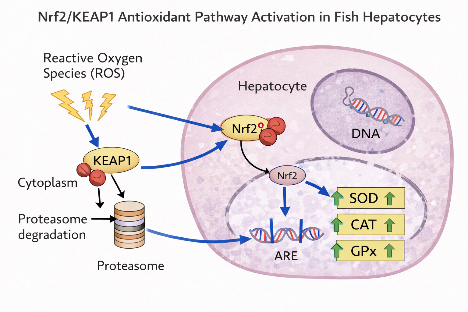 Nrf2抗氧化路徑